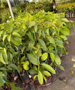 cây giống bơ 034 - cây giống phúc an