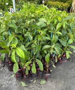 cây giống bơ 034 - cây giống phúc an