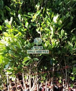 giống cà na thái-cây giống phúc an