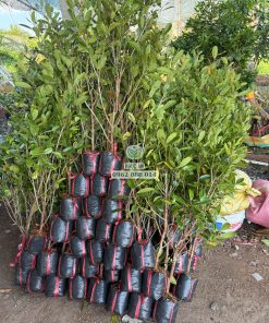 Cây giống cà na thái tại cây giống Phúc An