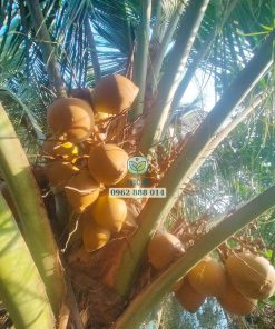 Cây dừa xiêm đỏ Bến Tre