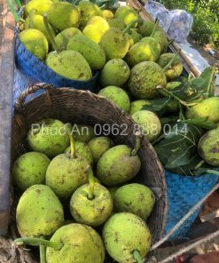 Giống cây Sa kê cho năng suất cao, tạo thu nhập tốt cho người trồng