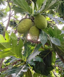 Giống sa kê cho trái lớn, tuổi thọ cây cao