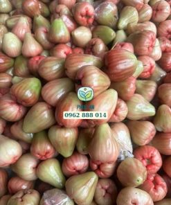 Cây giống mận Ấn Độ (đá đường xưa)