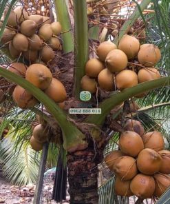 Cây dừa xiêm xanh lùn đang độ cho trái