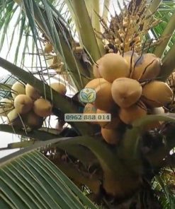 Cây dừa tam quan cho trái sau 3 năm trồng với năng suất cao