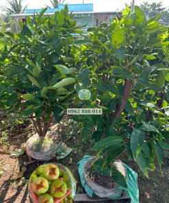 Cây mận xanh đường Sóc Trăng 4 năm tuổi