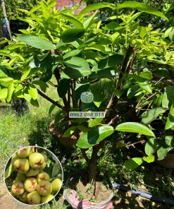 cây mận xanh đường sóc trăng lớn 2