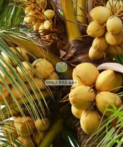 Giống dừa tam quan có trái màu vàng ươm đẹp mắt