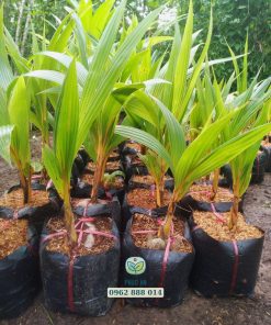 Cây giống dừa tam quan do Phúc An cung cấp