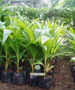 Cây giống dừa tam quan được nuôi tại vườn