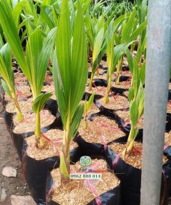 Cây giống dừa tam quan tại Phúc An