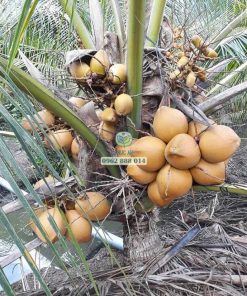 Dừa xiêm đỏ có thể trồng ở nhiều vùng đất khác nhau