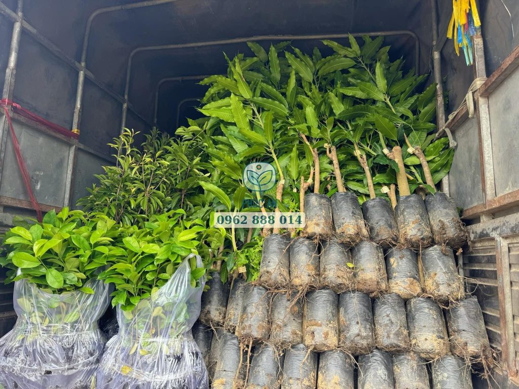 Cây giống Cái Mơn - Phúc An cung cấp
