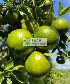 Cây quýt đường đủ sức thu hoạch sau 3 năm