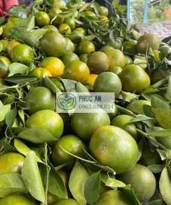 Thu hoạch quýt đường