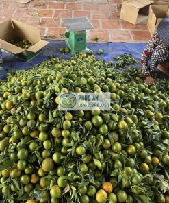 Quýt đường tạo nguồn thu nhập tốt cho người nông dân