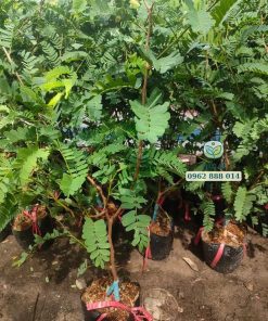 Cây giống me thái