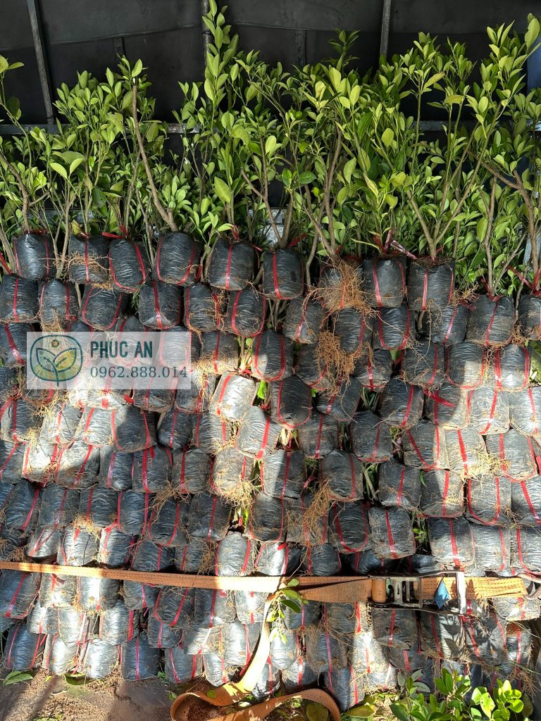 Phúc An cung cấp cây giống Cái Mơn cho khách hàng các tỉnh thành