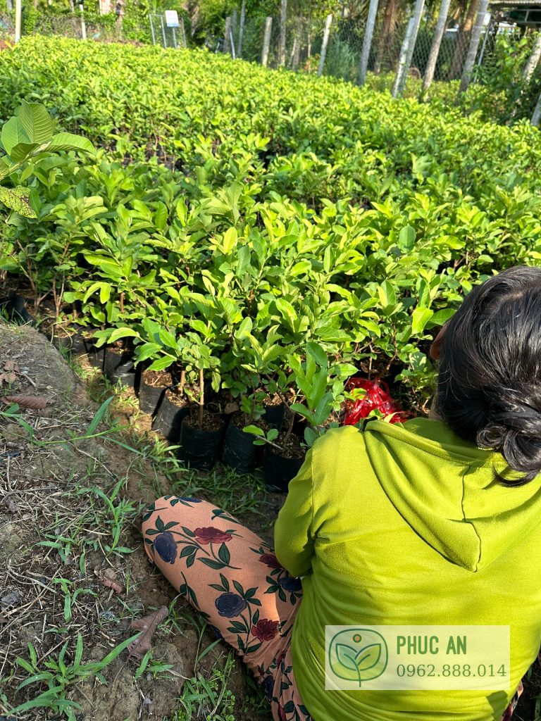 Người làm giống chăm sóc cây giống tại Cái Mơn, Bến Tre