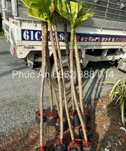 Cây giống sa kê Phúc An cung cấp