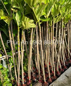 Cây giống sa kê Phúc An cung cấp