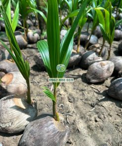 Cây giống dừa xiêm đỏ do Phúc An cung cấp