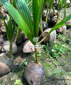 Cây giống dừa xiêm đỏ do Phúc An cung cấp