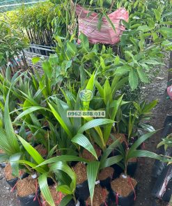 Lô cây giống dừa xiêm đỏ Phúc An giao cho khách