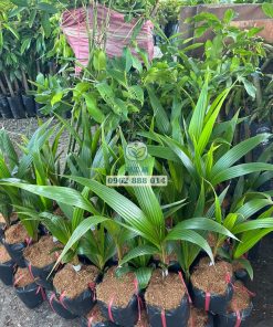 Cây giống dừa tam quan Phúc An giao cho khách hàng