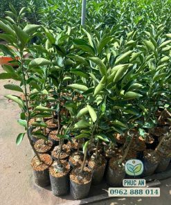 Cây giống quýt đường được sản xuất tại Phúc An