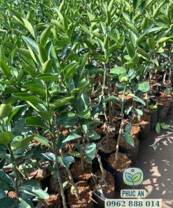 Cây giống quýt đường được sản xuất tại Phúc An