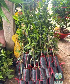 Cây giống quýt đường Phúc An giao cho khách hàng