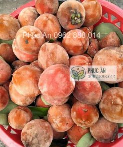 Trái đào hồng nhung