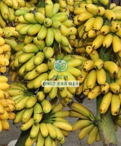 Cận cảnh chuối ngự tiến vua (chuối ngự Đại Hoàng)