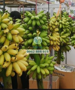 Chuối ngự tiến vua được bán với giá cao nhiều năm nay