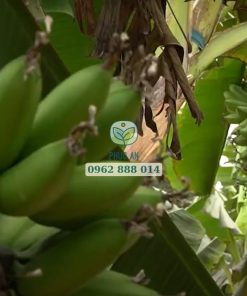 Cây chuối ngự tiến vua đang vào độ cho trái