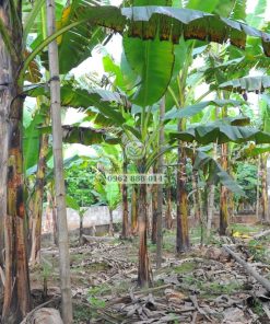 Vườn chuối ngự tiến vua