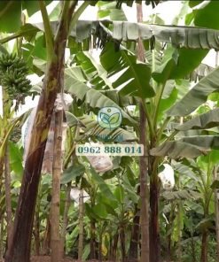 Vườn chuối ngự tiến vua phát triển tốt