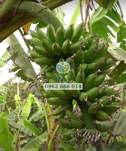 Phòng trừ sâu bệnh và chăm sóc tốt giúp chuối ngự tiến vua khỏe mạnh