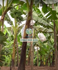 Chuối ngự tiến vua được trồng rộng rãi