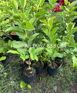 Cây giống ổi nữ hoàng