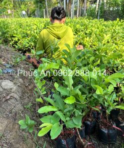 Vườn cây giống ổi nữ hoàng tại Phúc An