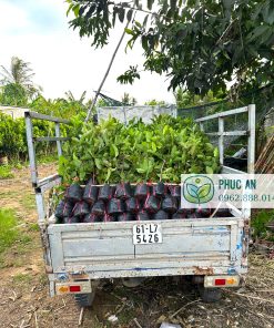 Cây giống ổi nữ hoàng Phúc An giao cho khách