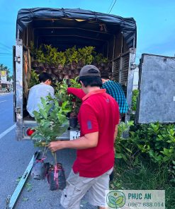 Cây giống ổi nữ hoàng - Phúc An cung cấp