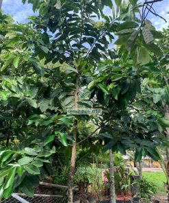 Cây đào hồng nhung lớn đã cho trái - Cây Giống Phúc An