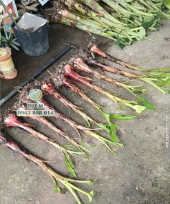 cây giống chuối ngự đại hoàng (chuối cau mẵn)