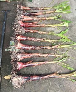 cây giống chuối ngự đại hoàng (chuối cau mẵn)