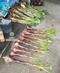 cây giống chuối ngự đại hoàng (chuối cau mẵn)
