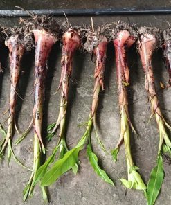 cây giống chuối ngự đại hoàng (chuối cau mẵn)